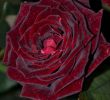 Alice Garden Salon De Jardin Luxe Ð Ð¾Ð·Ð° ÐÐ ÑÐº ÐÑÐ´Ð¶Ð¸Ðº Ð§ÑÑÐ½Ð°Ñ ÐÐ°Ð³Ð¸Ñ Black Magic Rosen Tantau