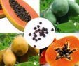Amazon Mobilier De Jardin Beau Fruits Agrobits Couleur 2 Jardin orchard Edible Fruits Haut