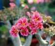 Amazon Salon Jardin Beau ÐÐ¸Ð½ Ð¾Ñ Ð¿Ð¾Ð ÑÐ·Ð¾Ð²Ð°ÑÐµÐ Ñ ÐÐ¾ÑÐ¾Ð´Ð¸Ð½ ÐÐ°ÑÐ¸Ð Ð¸Ð¹ Ð½Ð° Ð´Ð¾ÑÐºÐµ Adenium