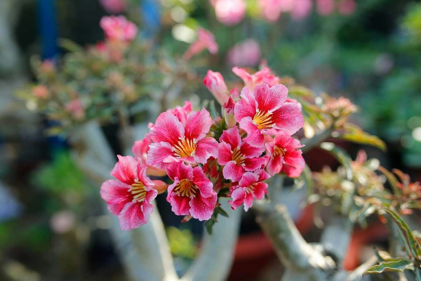 Amazon Salon Jardin Beau ÐÐ¸Ð½ Ð¾Ñ Ð¿Ð¾Ð ÑÐ·Ð¾Ð²Ð°ÑÐµÐ Ñ ÐÐ¾ÑÐ¾Ð´Ð¸Ð½ ÐÐ°ÑÐ¸Ð Ð¸Ð¹ Ð½Ð° Ð´Ð¾ÑÐºÐµ Adenium