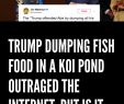 Bar Resine Tressee Charmant Trump Dumping Fish Food In A Koi Pond Outraged the Internet