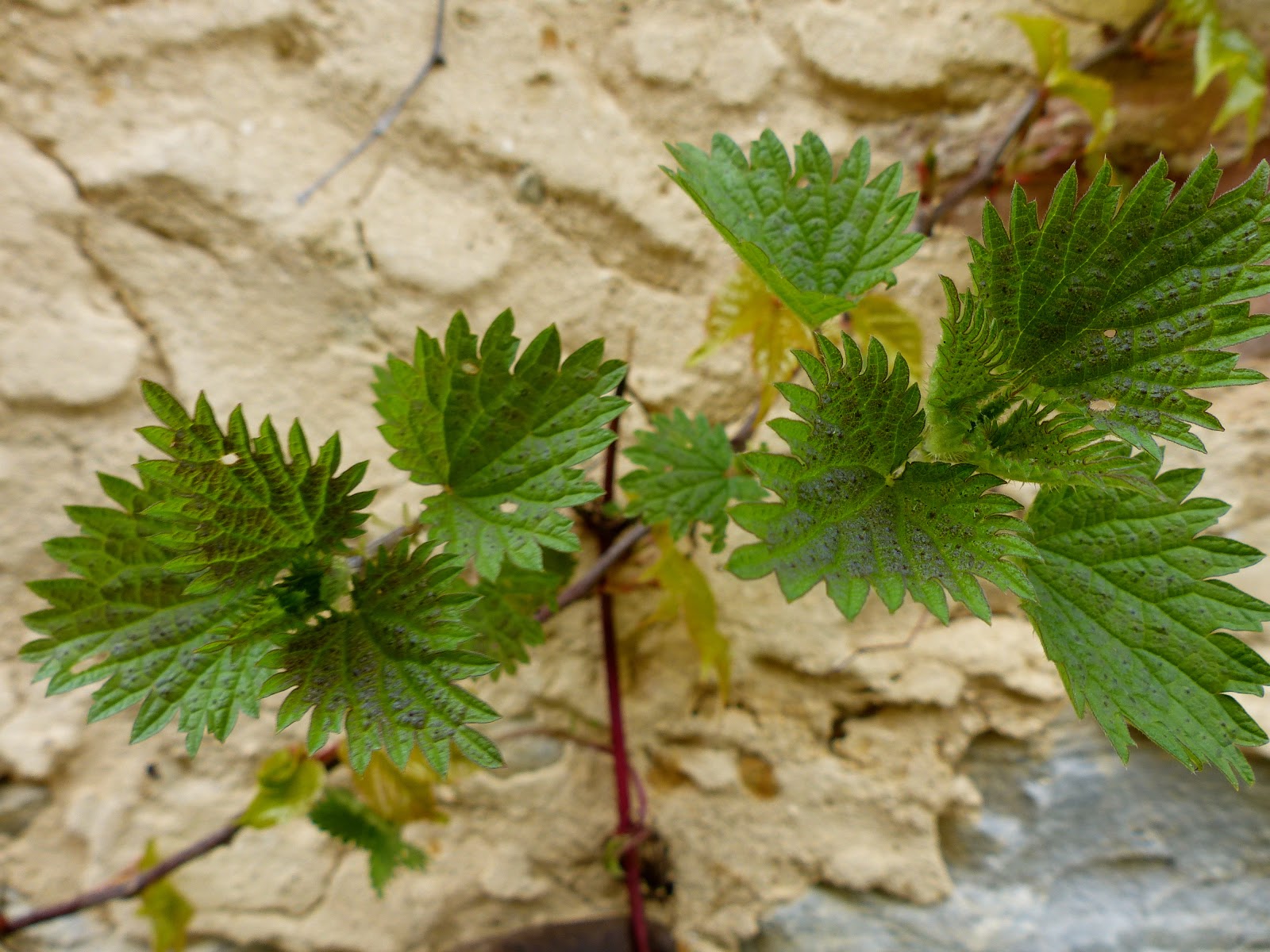 But Jardin Inspirant Mailhos Cuisine De Jardin April 2013