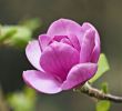 Detente Et Jardin Best Of Les Magnolias   Feuilles Caduques Les Plus Belles Variétés