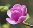 Detente Et Jardin Best Of Les Magnolias   Feuilles Caduques Les Plus Belles Variétés
