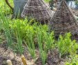 Detente Et Jardin Génial Bien Entretenir son Potager En Carrés Potager