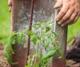 Detente Et Jardin Inspirant Ment Planter Les tomates En 6 étapes