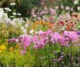 Detente Et Jardin Luxe Quelle Plante Pour Une Bordure De Terrasse