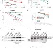 Eclerc Voyage Best Of Smc5 6 Acts Jointly with Fanconi Anemia Factors to Support