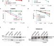 Eclerc Voyage Best Of Smc5 6 Acts Jointly with Fanconi Anemia Factors to Support