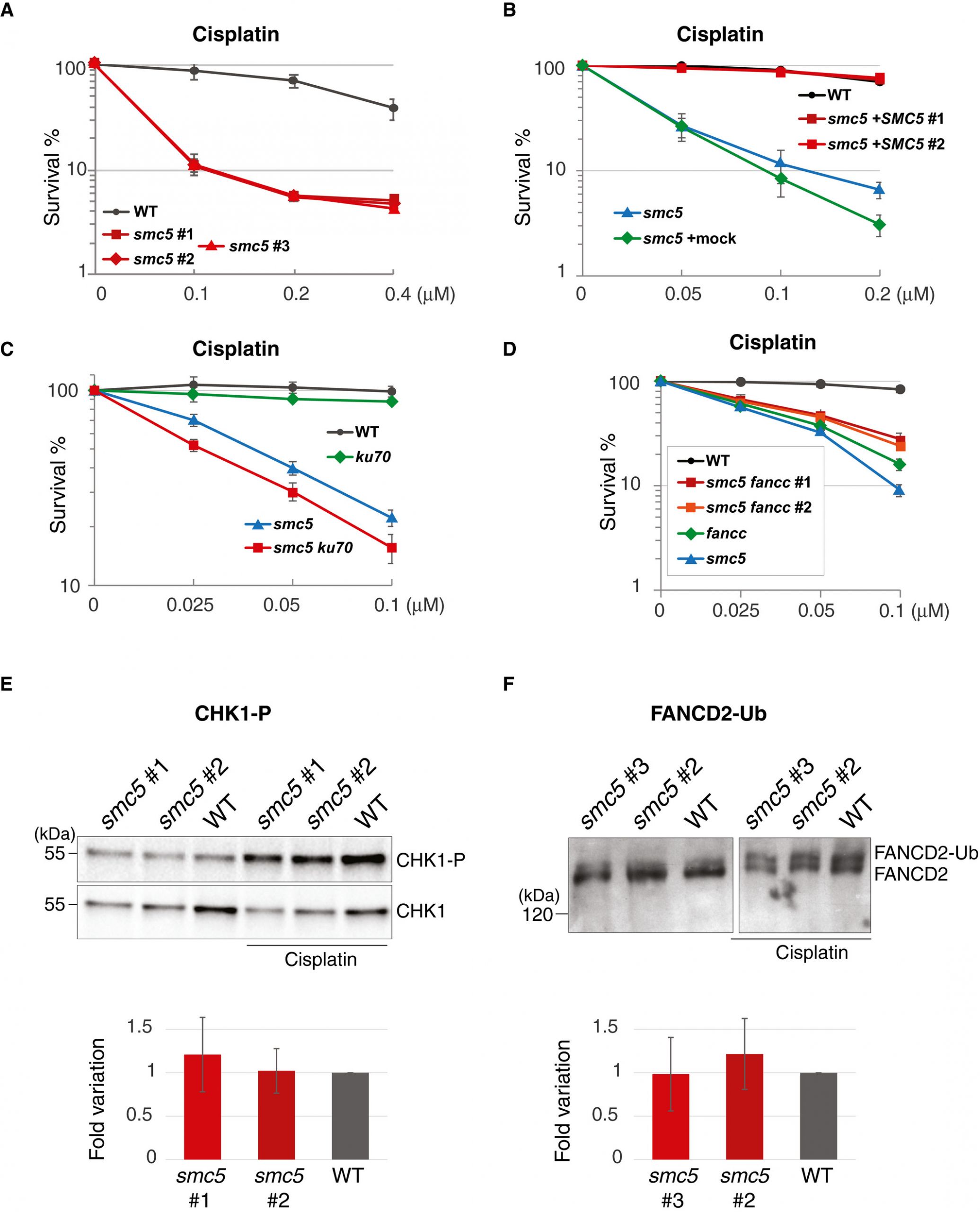 Eclerc Voyage Best Of Smc5 6 Acts Jointly with Fanconi Anemia Factors to Support