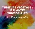Fabriquer Salon De Jardin Frais 12 Plantes Tinctoriales Pour Teintures Végétales
