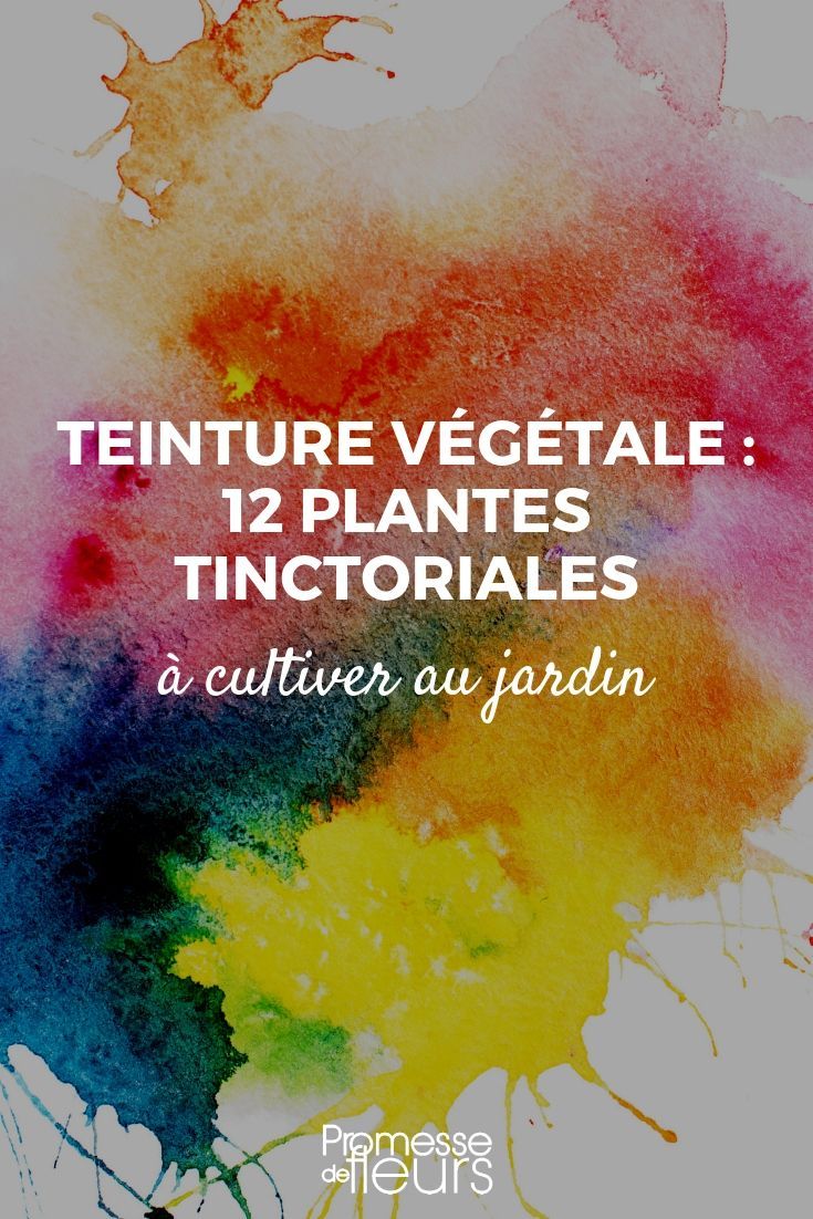 Fabriquer Salon De Jardin Frais 12 Plantes Tinctoriales Pour Teintures Végétales