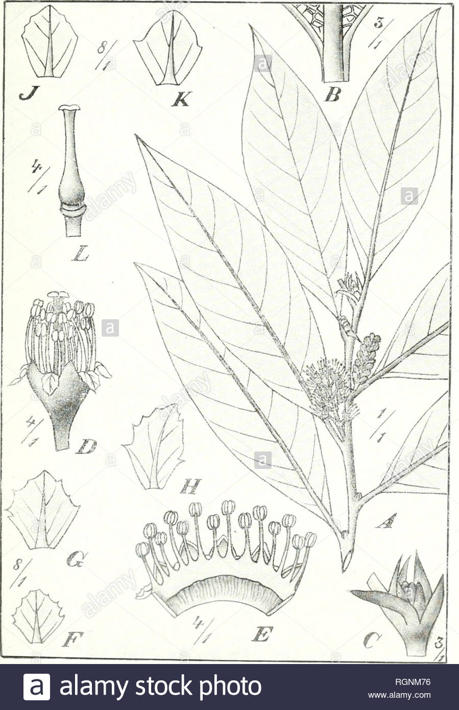 bulletin du jardin botanique de buitenzorg plants indonesia plants bull fard botan buitenzorg srie iii bd i tafcl 5 koorders beitrag flora java no 9 mangoendinicdjo cl clin aiitotypie reprod atelier dpartement van landliouw fig 5 prunus pseudoadenopoda kds original nach herb kds n p please note that these images are extracted from scanned page images that may have been digitally enhanced for readability coloration and appearance of these illustrations may not perfectly resemble the original work kebun raya indonesia buitenzorg db s lands planten RGNM76