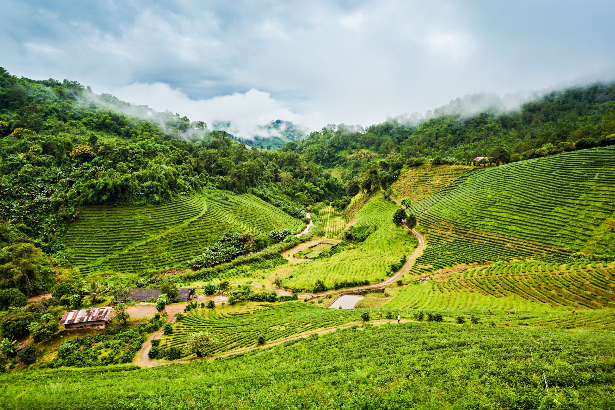 Grande Table Jardin Nouveau Mae Salong Travel Guidebook –must Visit attractions In