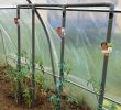 Grossiste Mobilier De Jardin Unique astuce D Arrosage Pour Les tomates Il Faut Penser A Faire