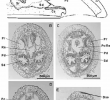 Hesperide Table Beau A Schematic Cross Sections Through Posterior Body Of