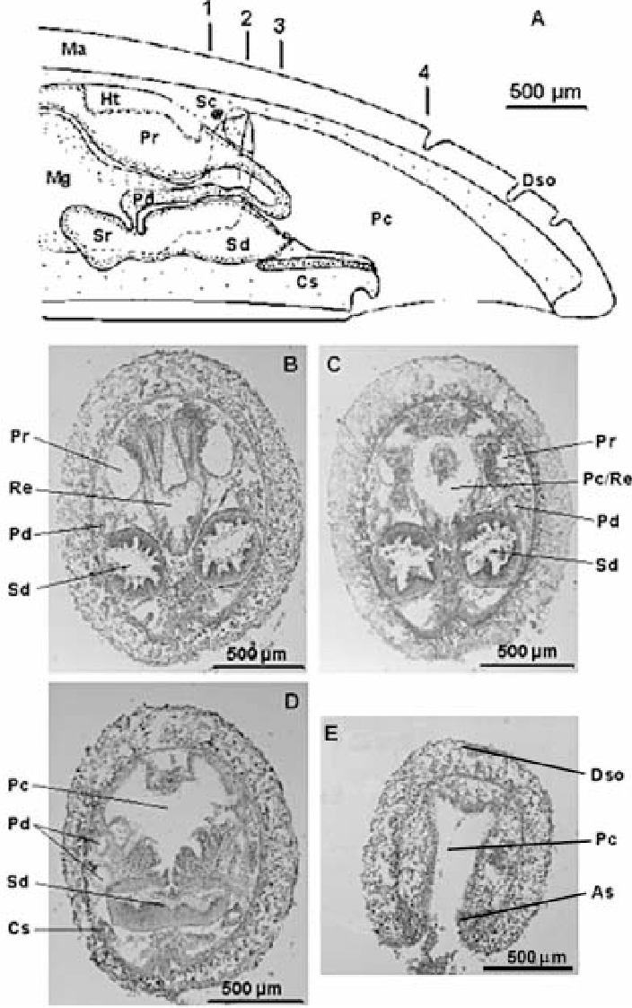 Hesperide Table Beau A Schematic Cross Sections Through Posterior Body Of