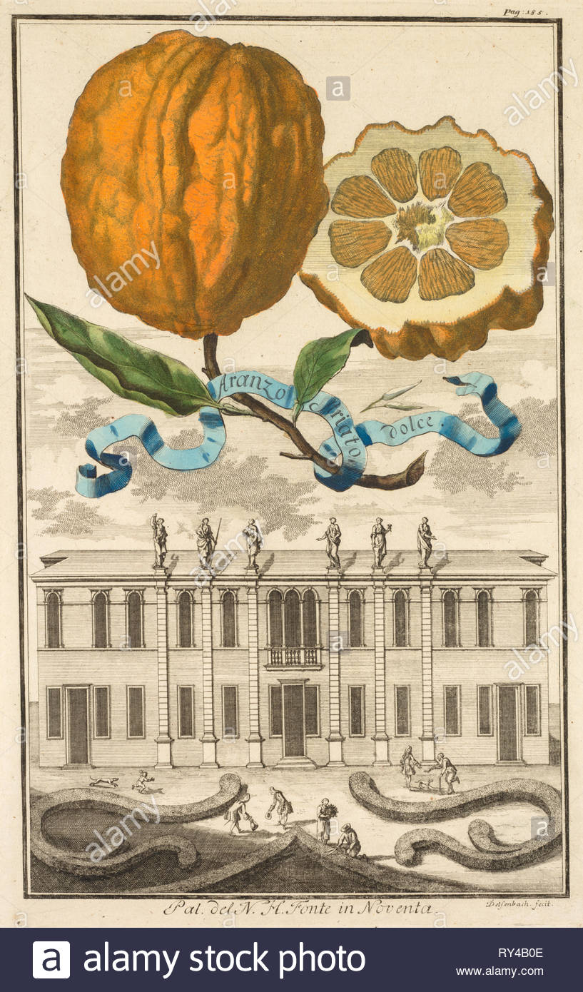 nurnbergische hesperides no 185 aranzo striato dolce palazzo del n h fonte in noventa c 1708 joseph de montalegre hungarian johoann christoph volckamer german engraving hand colored RY4B0E