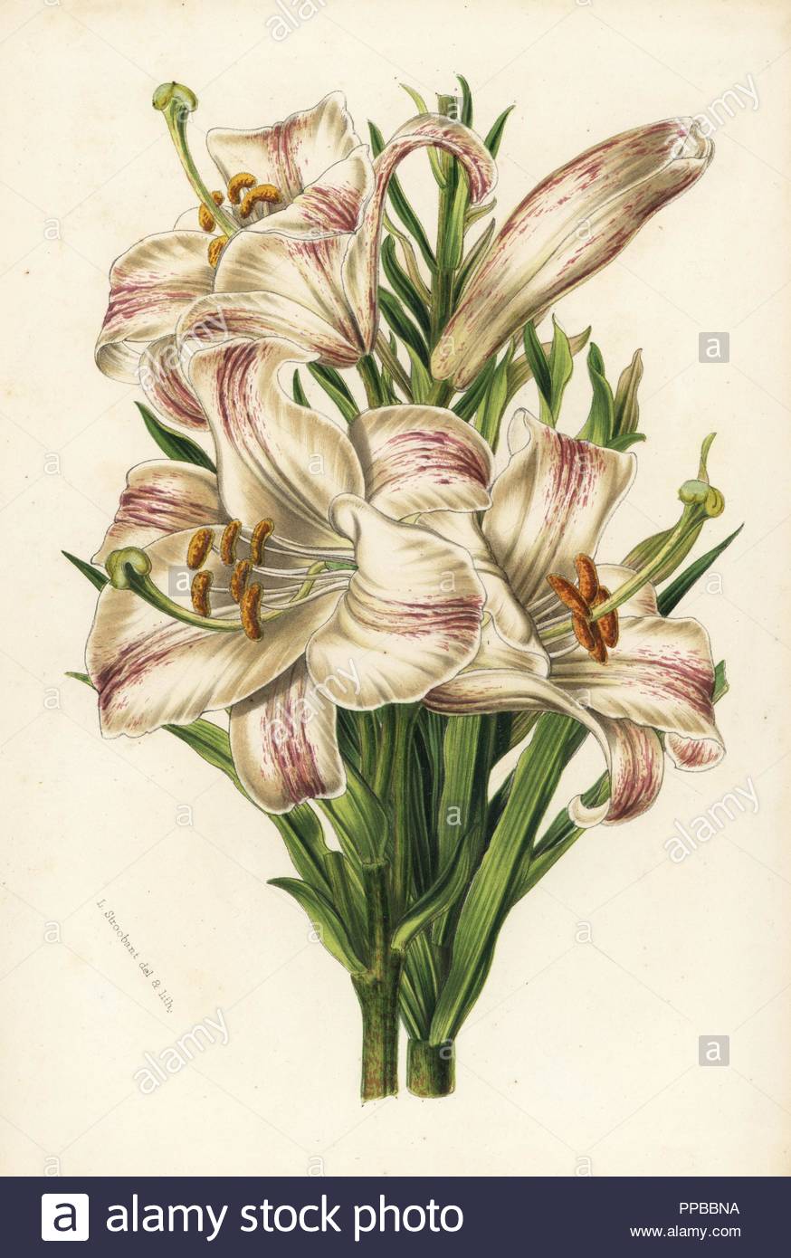 madonna lily lilium candidum flore striato handcoloured lithograph from louis van houtte and charles lemaires flowers of the gardens and hothouses of europe flore des serres et des jardins de leurope ghent belgium 1851 PPBBNA