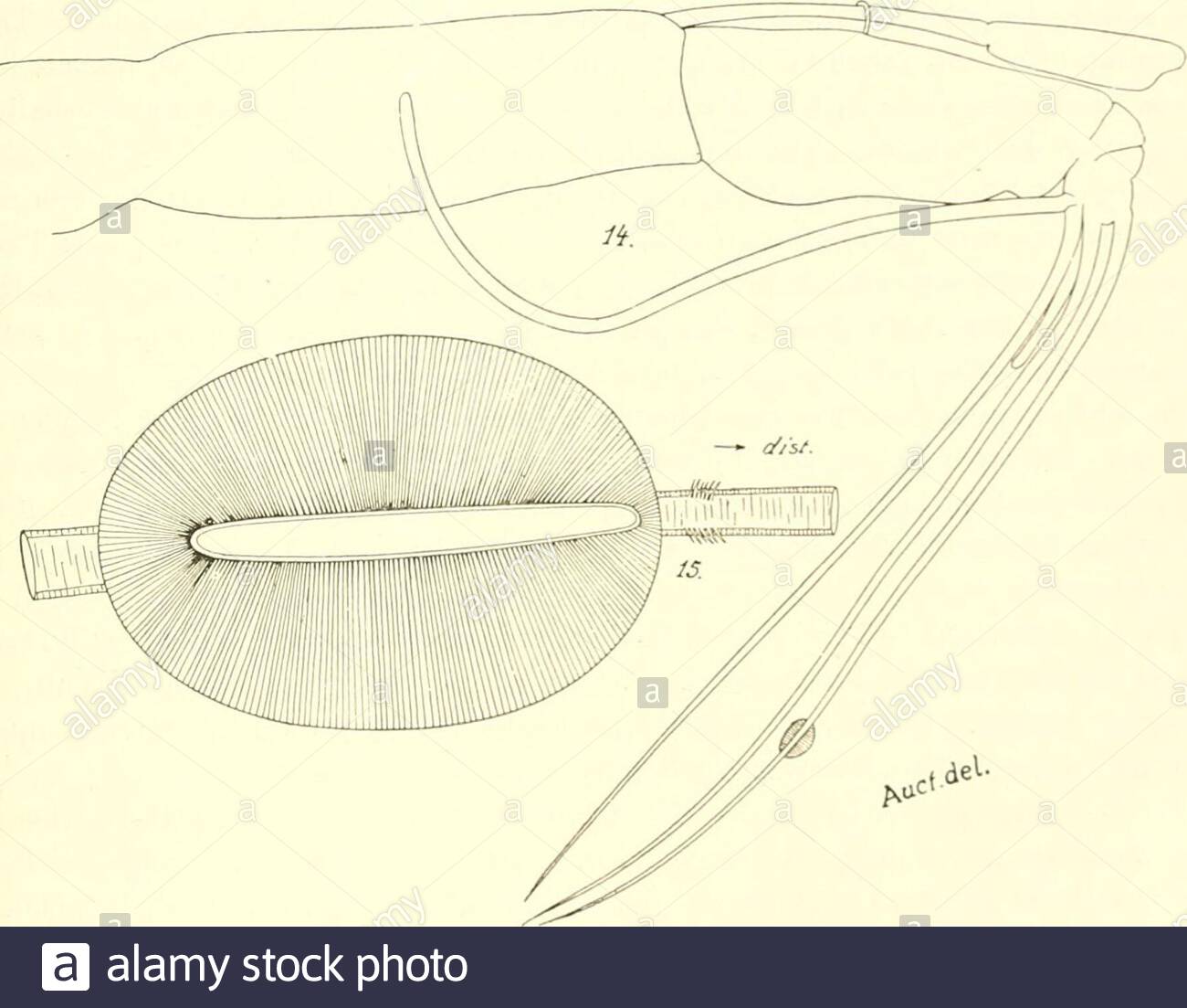 stu s on marine ostracods pt 1 cypridinids halocyprids and polycopids asale the six teeth on the distal edge of the endite are furnished with rather fine serrate teeththe single tooth on the outside of this process is of about the same type and size as in myfig 19 of c symmetrica in most cases it is moderately strongly serrulated along the greater stu s on marine ostracods 629 part of both its anterior and posterior edges its point is always smooth tlie e p i p o dialappendage consists of a small verruciform process endopodite the first jointhas only two posterior bristles 2AG21GX