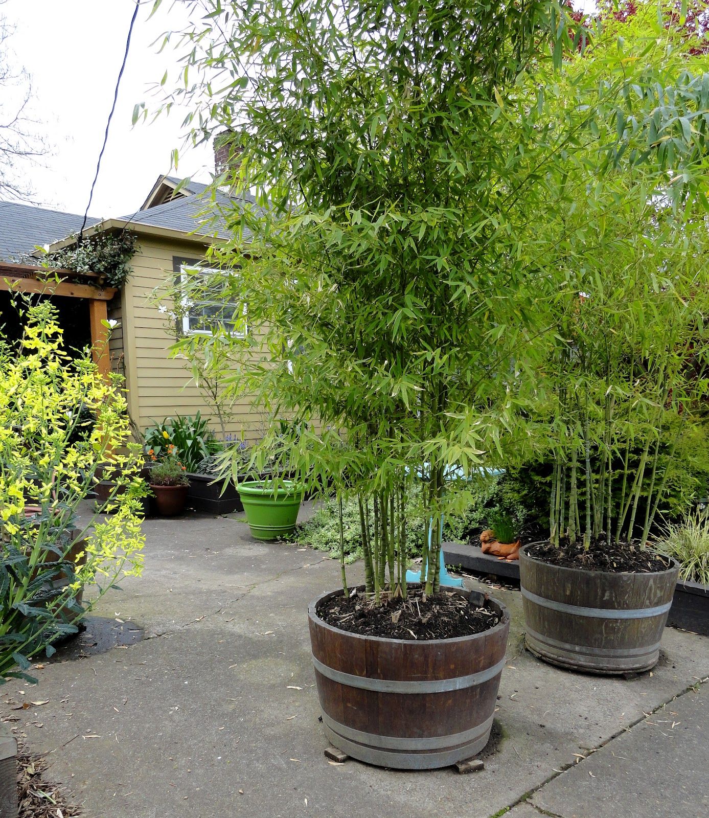 Meuble De Terrasse Luxe Planter Des Bambous Dans Des tonneaux Ils Poussent Vite Et