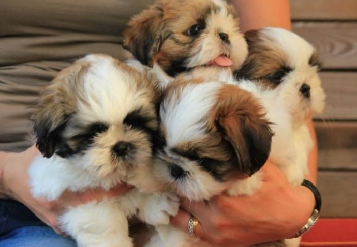 NumÃ©ro De TÃ©lÃ©phone Brico DÃ©pÃ´t Nouveau Petits Chiots Shih Tzu Donner