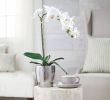 Petite Table Haute Nouveau 21" orchid Plant In Hammered Pot by Valerie — Qvc