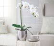 Petite Table Haute Nouveau 21" orchid Plant In Hammered Pot by Valerie — Qvc