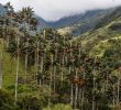 Promo Jardin Élégant Stalking the Endangered Wax Palm the New York Times