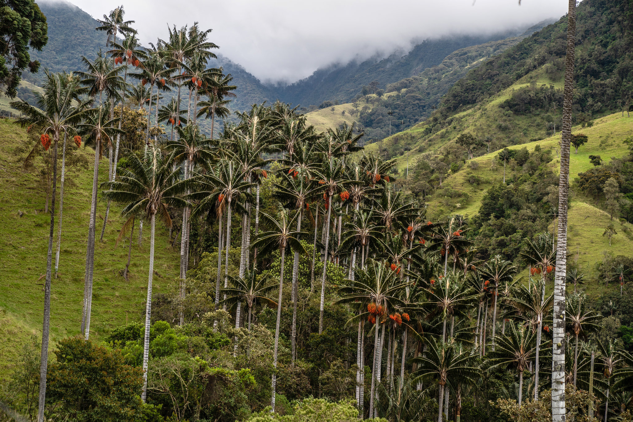 Promo Jardin Élégant Stalking the Endangered Wax Palm the New York Times