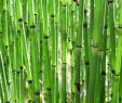 Salin De Jardin Luxe Prªle Equisetum Plantation Culture Et Entretien