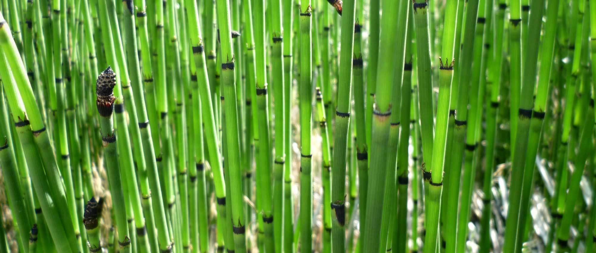 Salin De Jardin Luxe Prªle Equisetum Plantation Culture Et Entretien