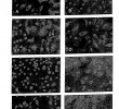 Salin De Jardin Luxe Us A1 Cell Culture Method for Obtaining Prostate