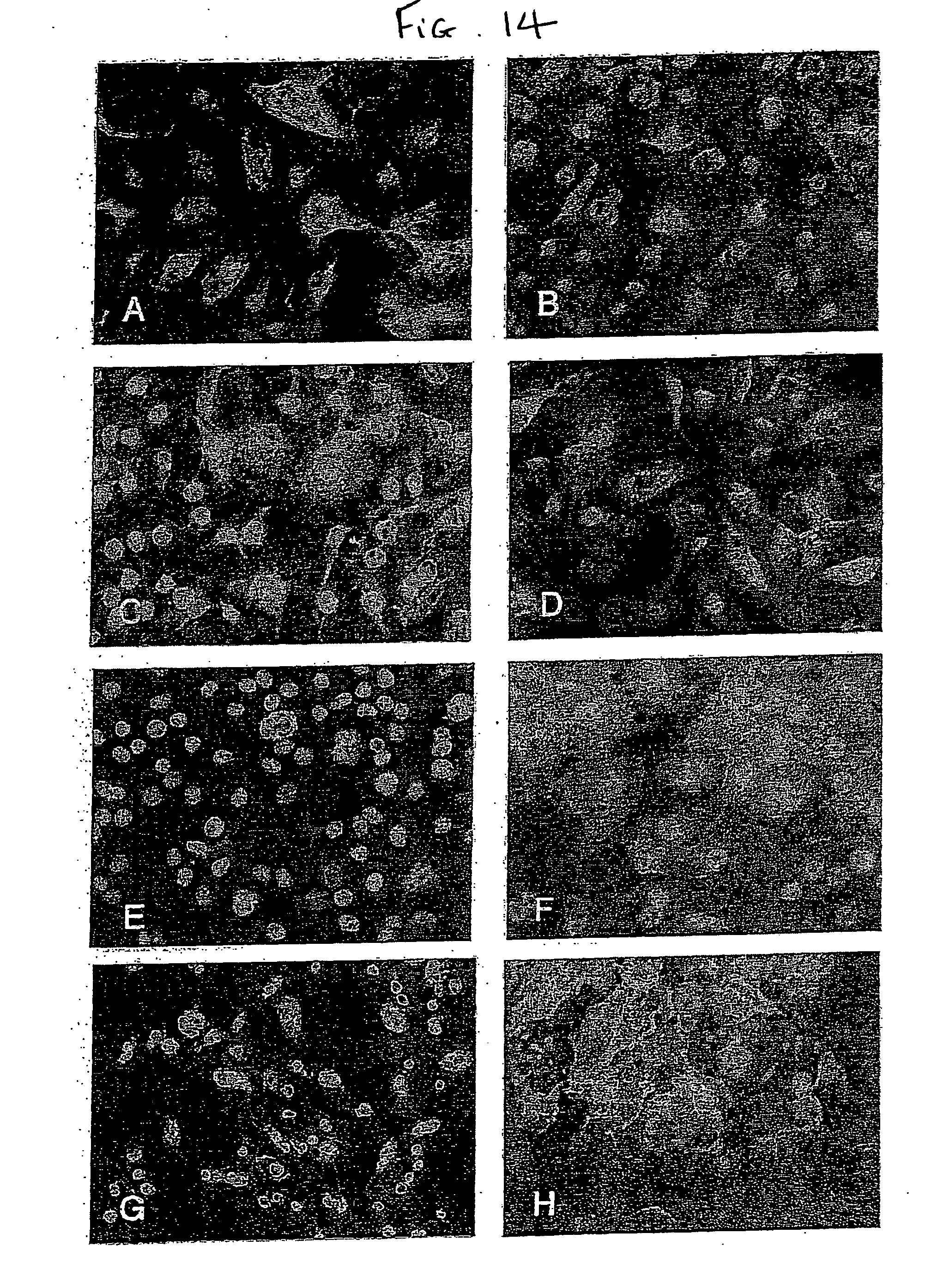Salin De Jardin Luxe Us A1 Cell Culture Method for Obtaining Prostate