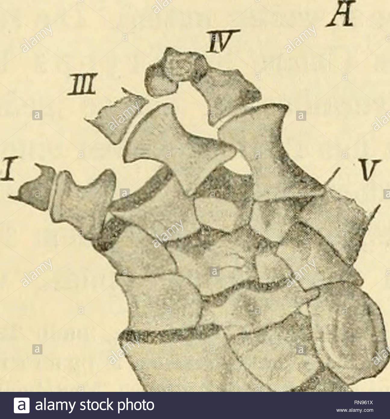 anatomischer anzeiger anatomy parative anatomy parative 203 beweisen da ersteres nicht folge von knorpelzerstrung war sondern durch dislocation stattfand carpalia schlssen im natr lichen zustand gewi eng an einander proximale reihe besteht aus 4 stcken wovon 3 den radius berhren cope deutet sie als y v i fig 1 linke vorderextremitt von eryops meg a cep h alu s nach cope a volare b dorsale ansicht radiale centrale intermedium und ulnare weiter distal finden sich in der mitte der handwurzel noch zwei kleinere ungleiche centralia di RN961X