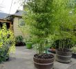 Salon De Jardin Bambou Luxe Planter Des Bambous Dans Des tonneaux Ils Poussent Vite Et
