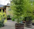 Salon De Jardin Bambou Luxe Planter Des Bambous Dans Des tonneaux Ils Poussent Vite Et