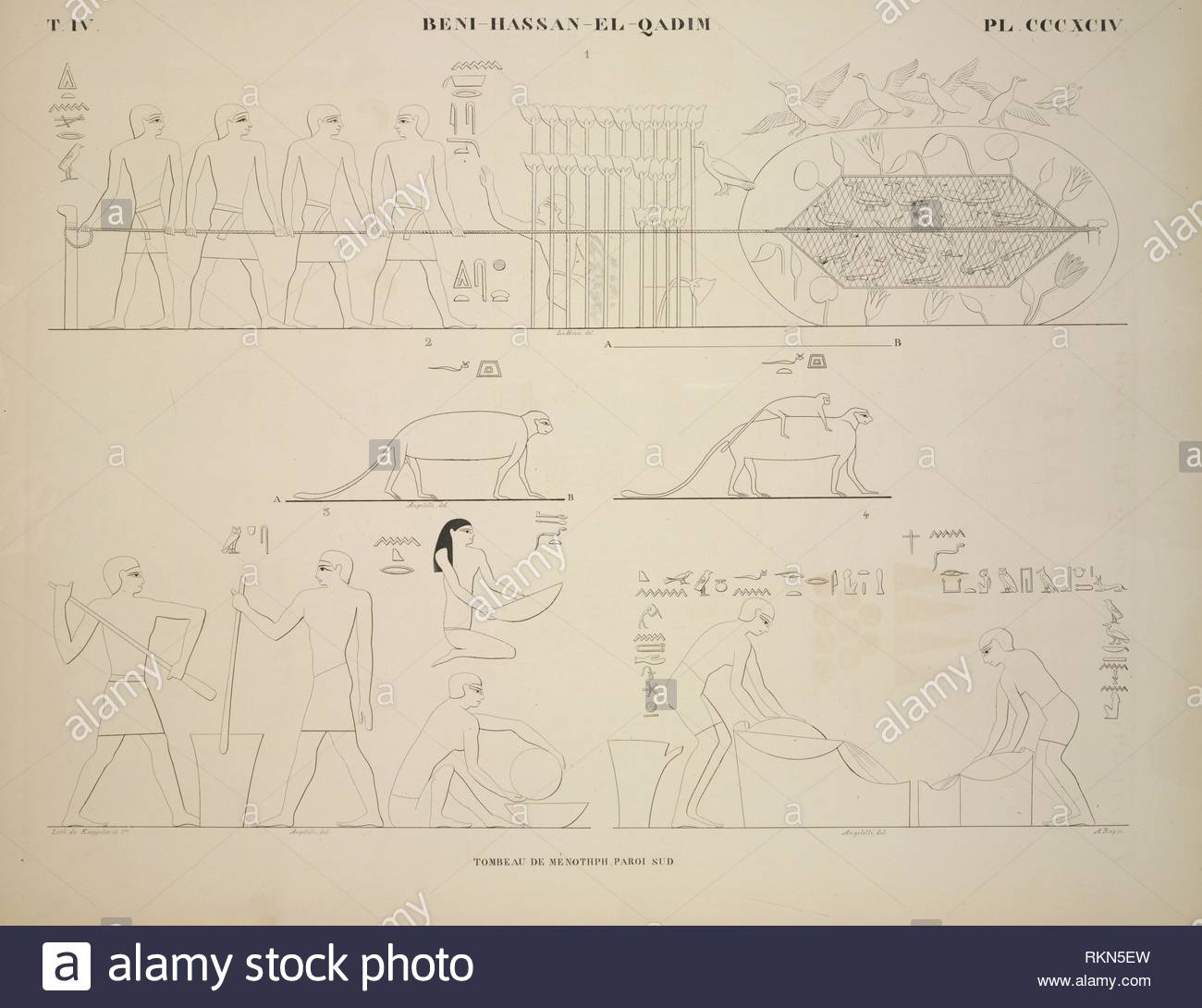 bni hassan el qadim beni hasan tombe de mnthph paroi sud additional title 1 chasse des oiseaux aquatiques 2 singes mle et femelle 3 RKN5EW