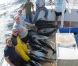 Salon De Jardin En Resine Amazon Best Of Good Night Of Tuna Fishing