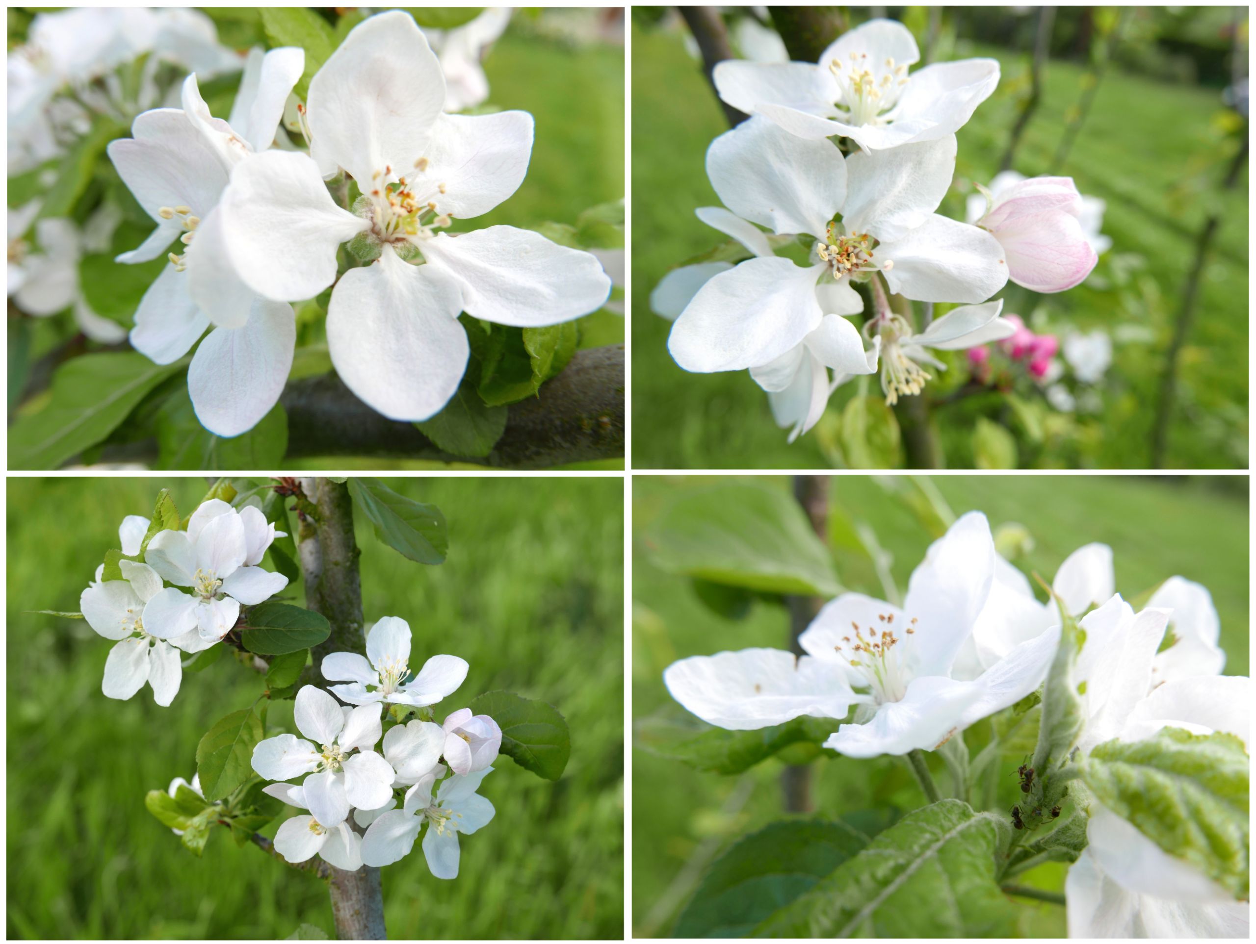 fleurs de pommier