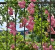 Salon De Jardin Polywood Beau Best Aromatic Flowers for Your Garden – Gardening Tips for