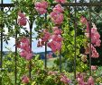 Salon De Jardin Polywood Beau Best Aromatic Flowers for Your Garden – Gardening Tips for