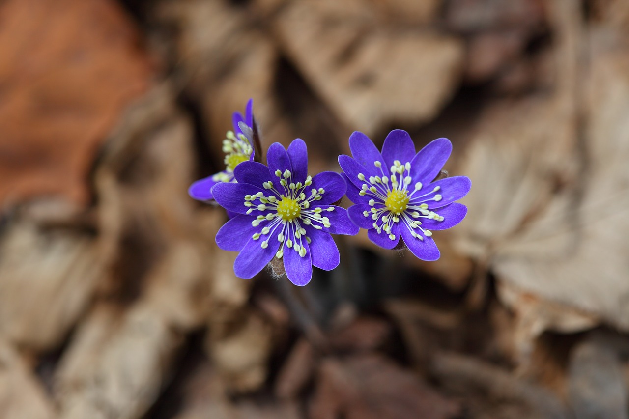 Salon De Jardin Polywood Frais Best Aromatic Flowers for Your Garden – Gardening Tips for