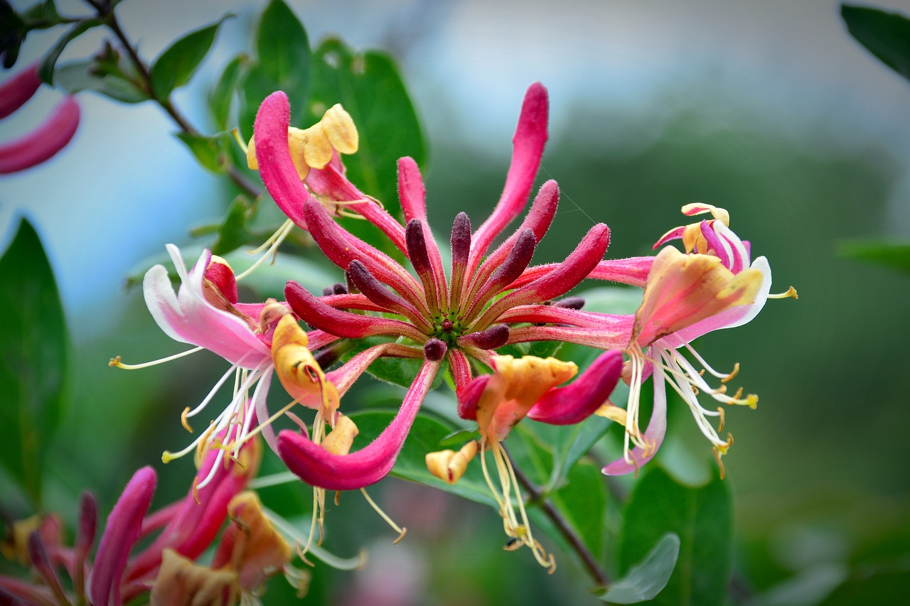 HONEYSUCKLE