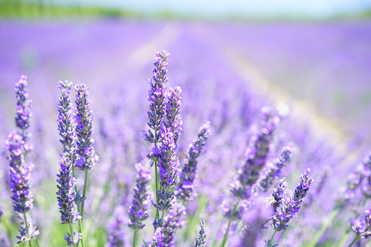 Aromatic Flowers