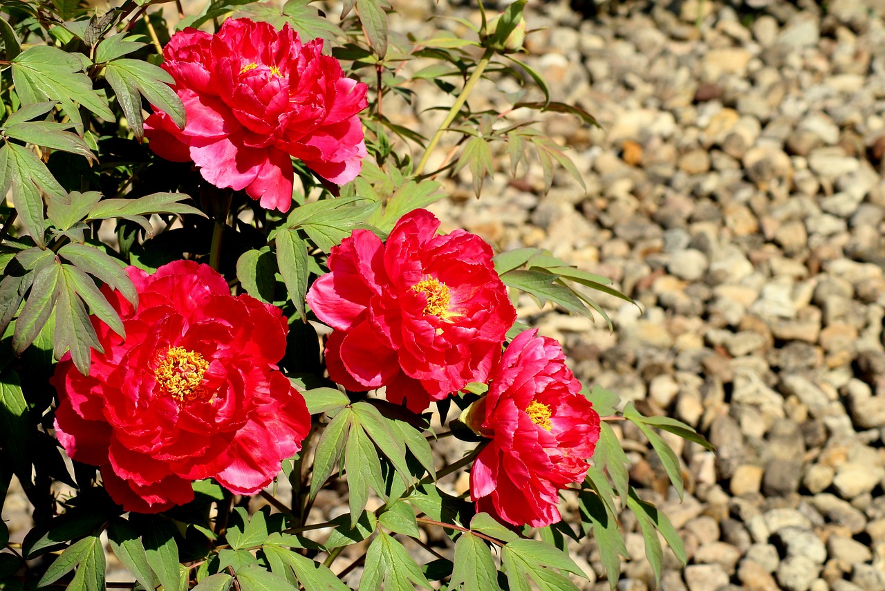 Salon De Jardin Polywood Luxe Best Aromatic Flowers for Your Garden – Gardening Tips for