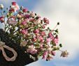 Salon De Jardin Polywood Nouveau Best Aromatic Flowers for Your Garden – Gardening Tips for
