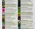 Salon De Jardin Romantique Best Of Liste Des Plantes Résistantes Au Froid D Automne