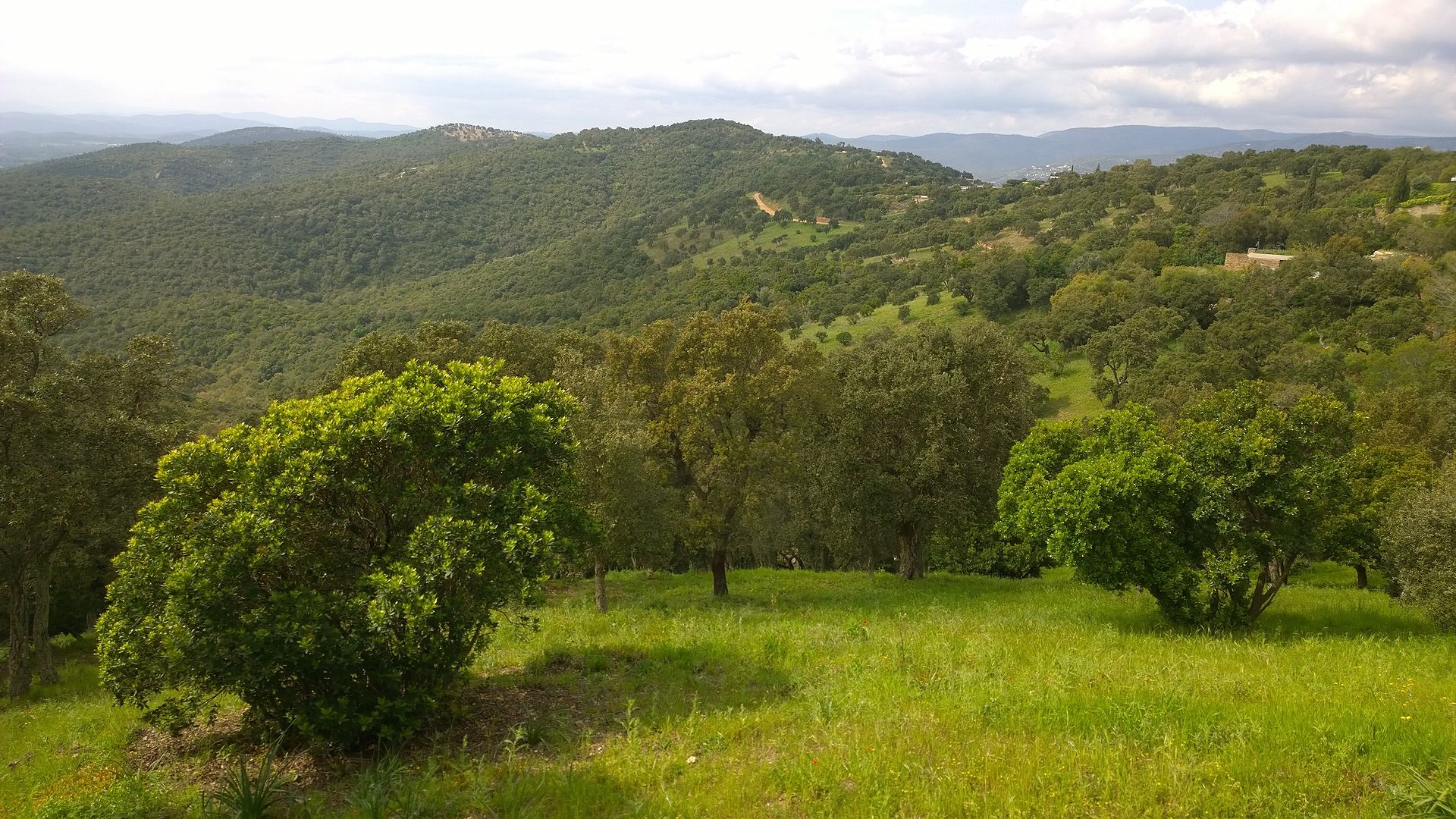 1920px Bormes les Mimosas France panoramio 16