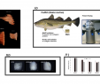 Table Basse D Angle Frais Sub Sessions Ix Sy15 3d Structures In Tissue Engineering